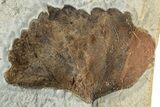 Fossil Leaf (Zizyphoides) - Montana #223797-1